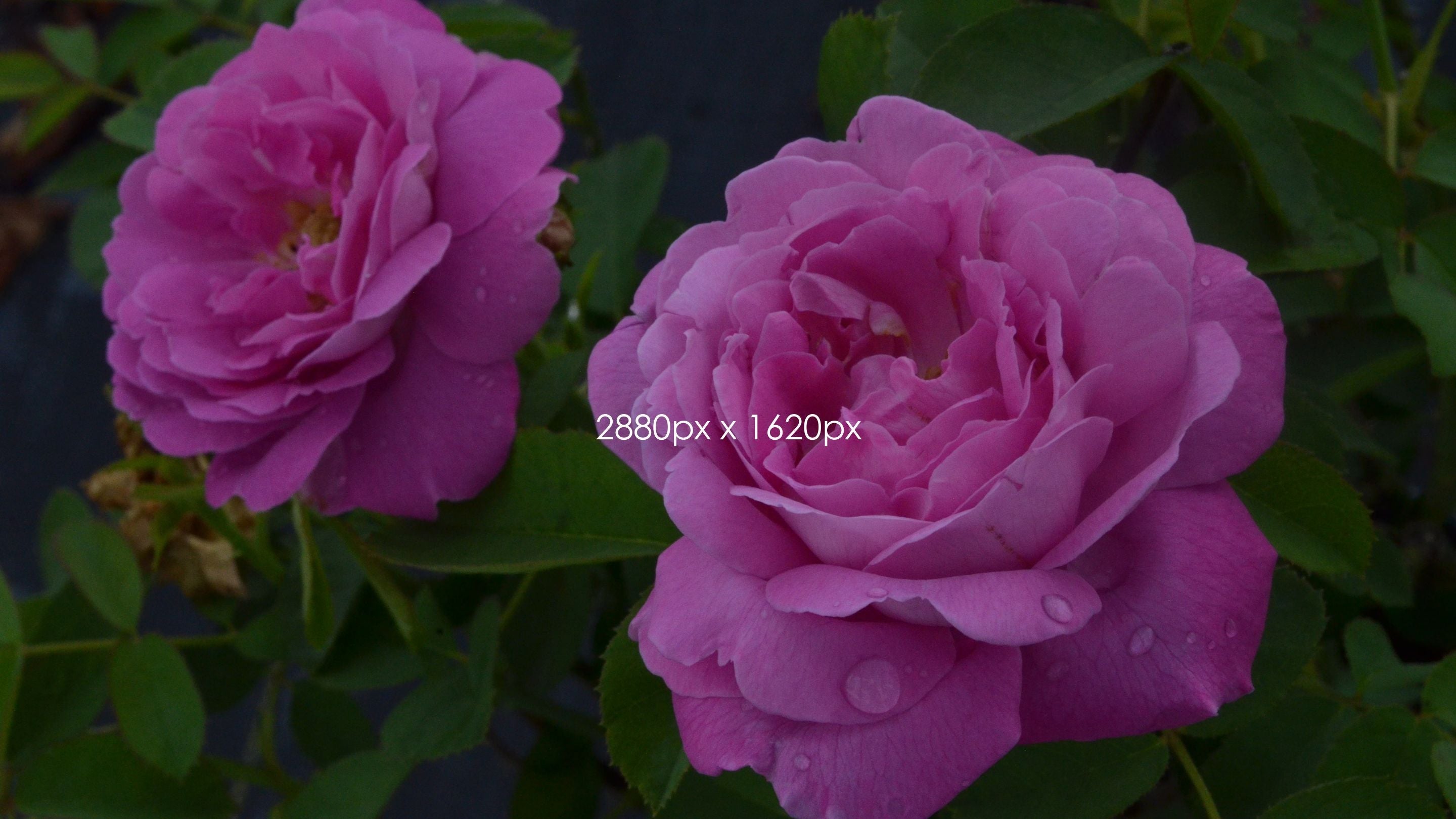 Zone 11 – Antique Rose Emporium