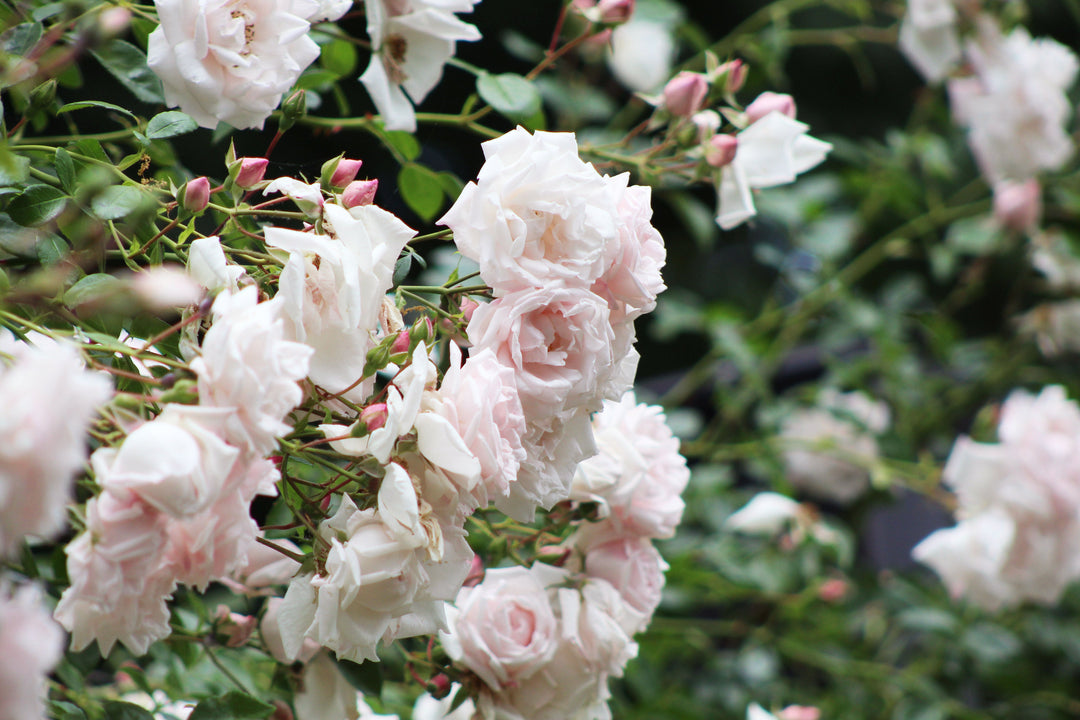 Cl Crimson Glory light colored roses and rose buds on bush.