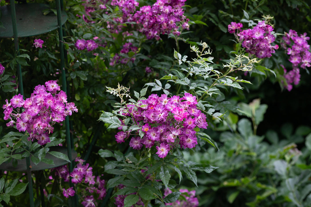 clusters of purple roses on bush.