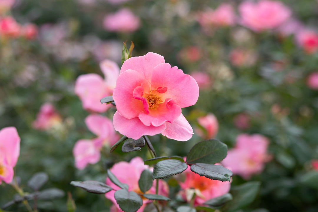 Closeup of 1000 Wishes pink rose.