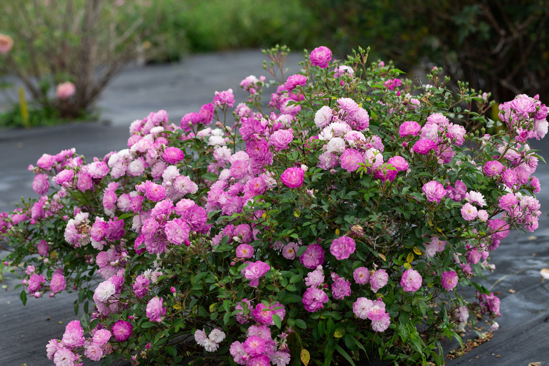 Small shrub rose bush with shades of pink roses.