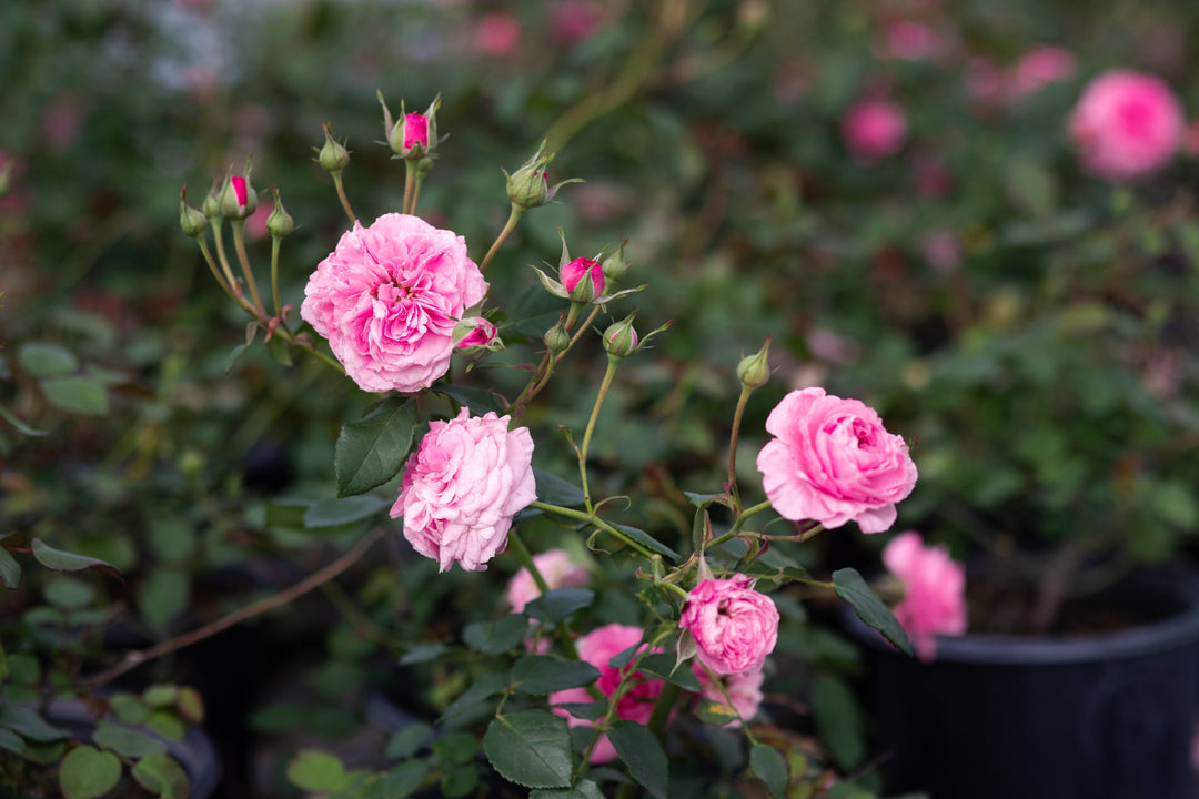 Container rose called Engelmanns Quest, pink rose blooms and buds.