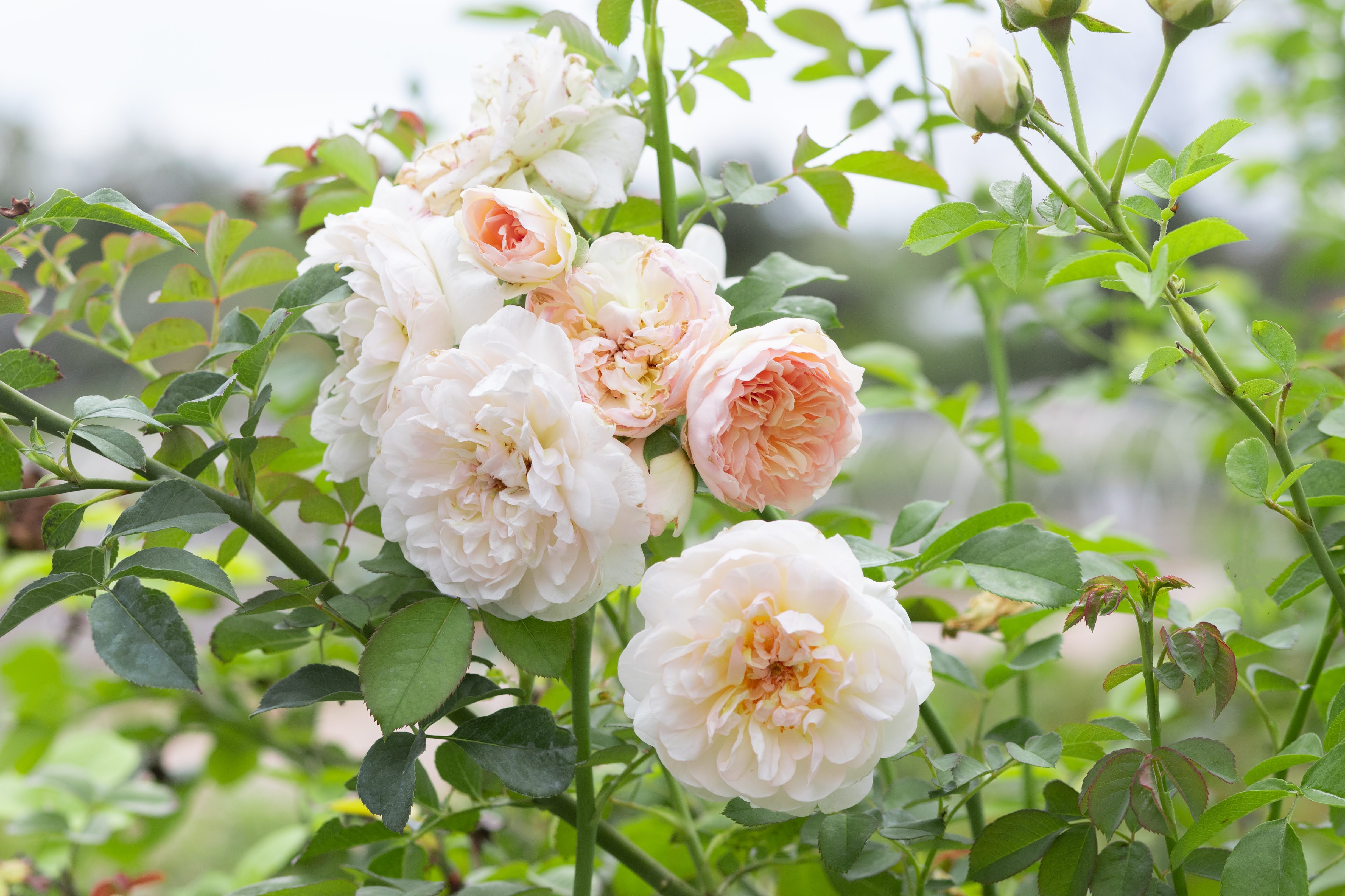 メーカー直売所 – Roses Thornless Nearly Antique Emporium Rose ワンピース
