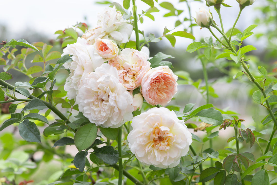 g nabonnand light colored rose cluster on bush.