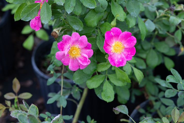 Two fragrant pink roses on a rose bush.