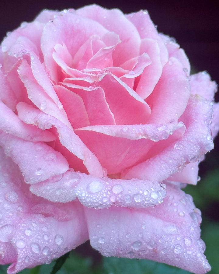 Close up of pink rose called Belinda's Dream with droplets of water on the petals.