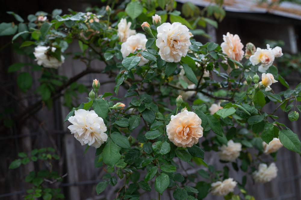 Apricot rose bush with blooms and rose buds.