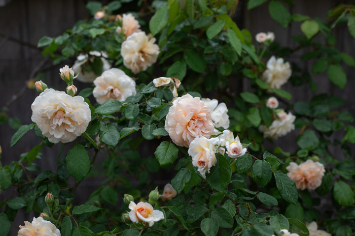 Apricot orange rose bush with buds and blossoms.