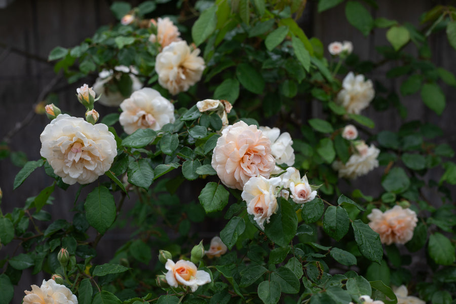 Apricot orange rose bush with buds and blossoms.