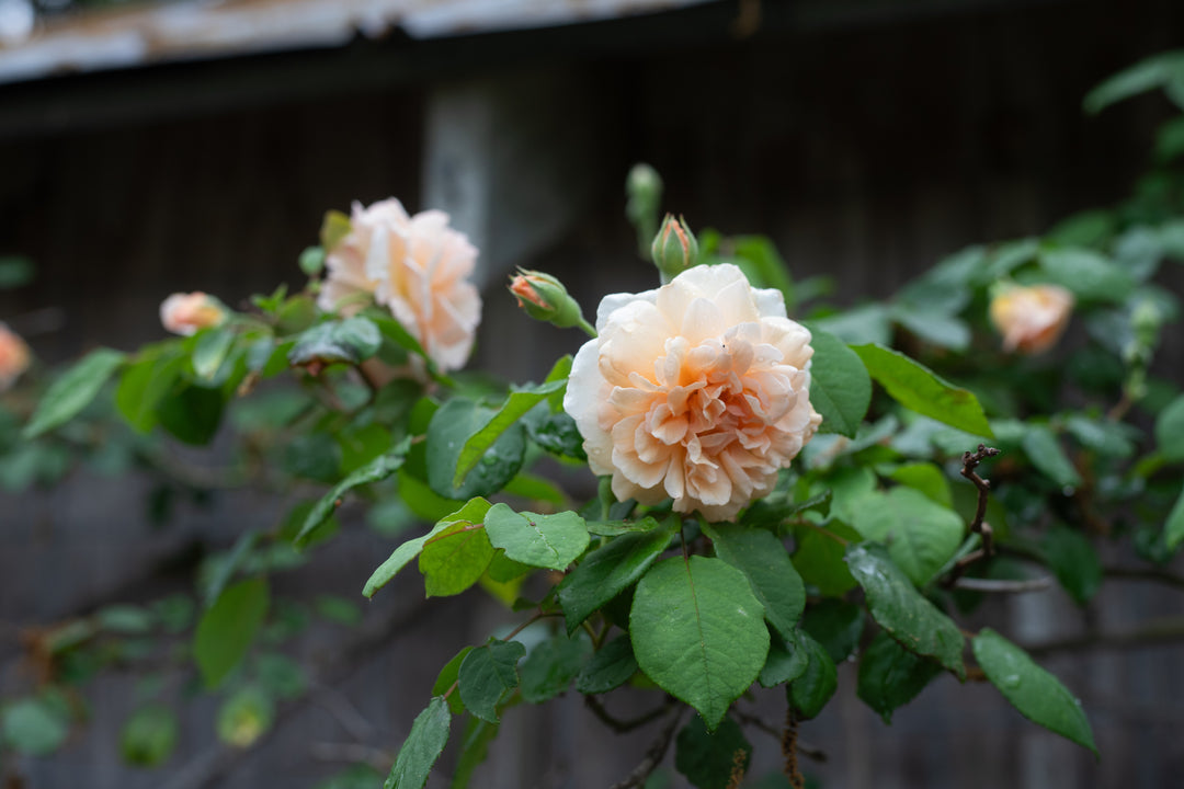 Close up of apricot rose called Buff Beauty.