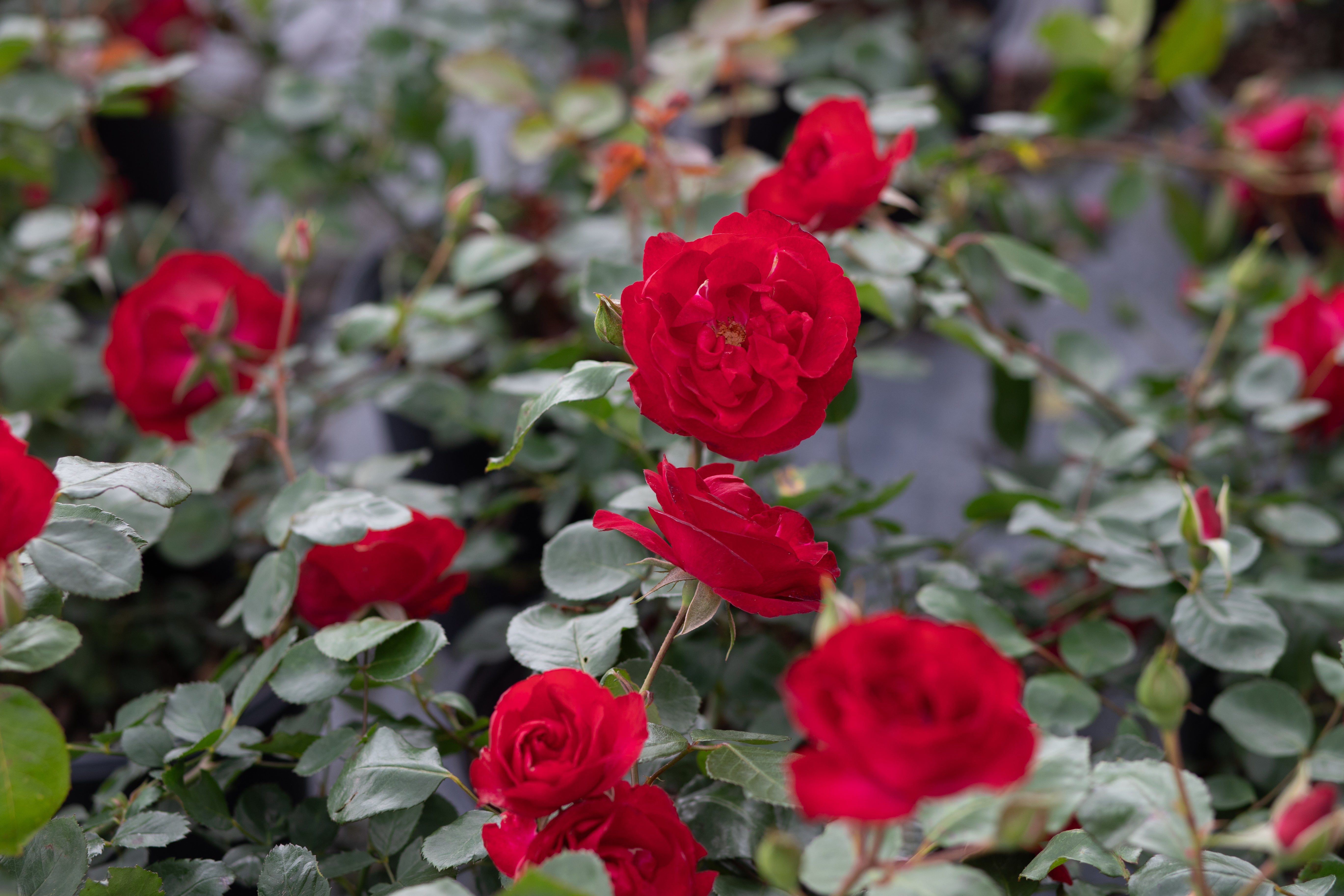 Cadenza – Antique Rose Emporium