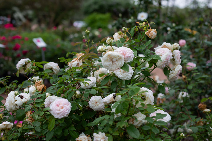 Light pink rose bush called Coltilde Soupert