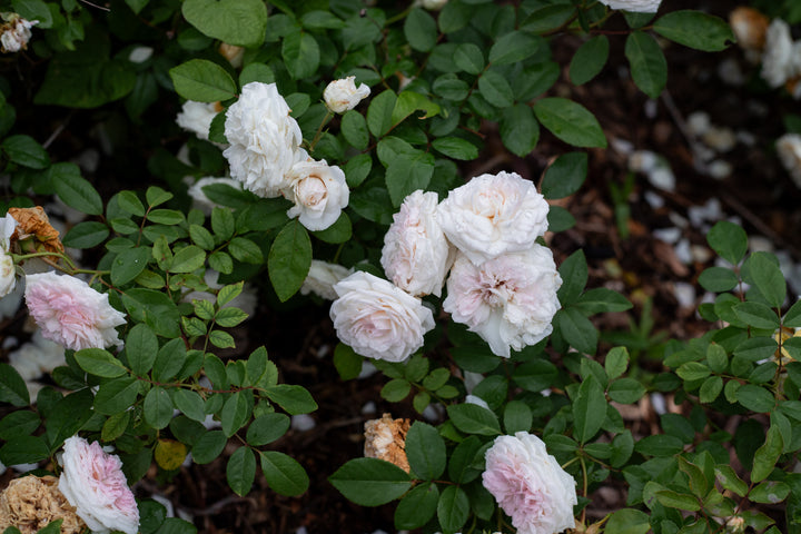 Light pink and white rose bush.