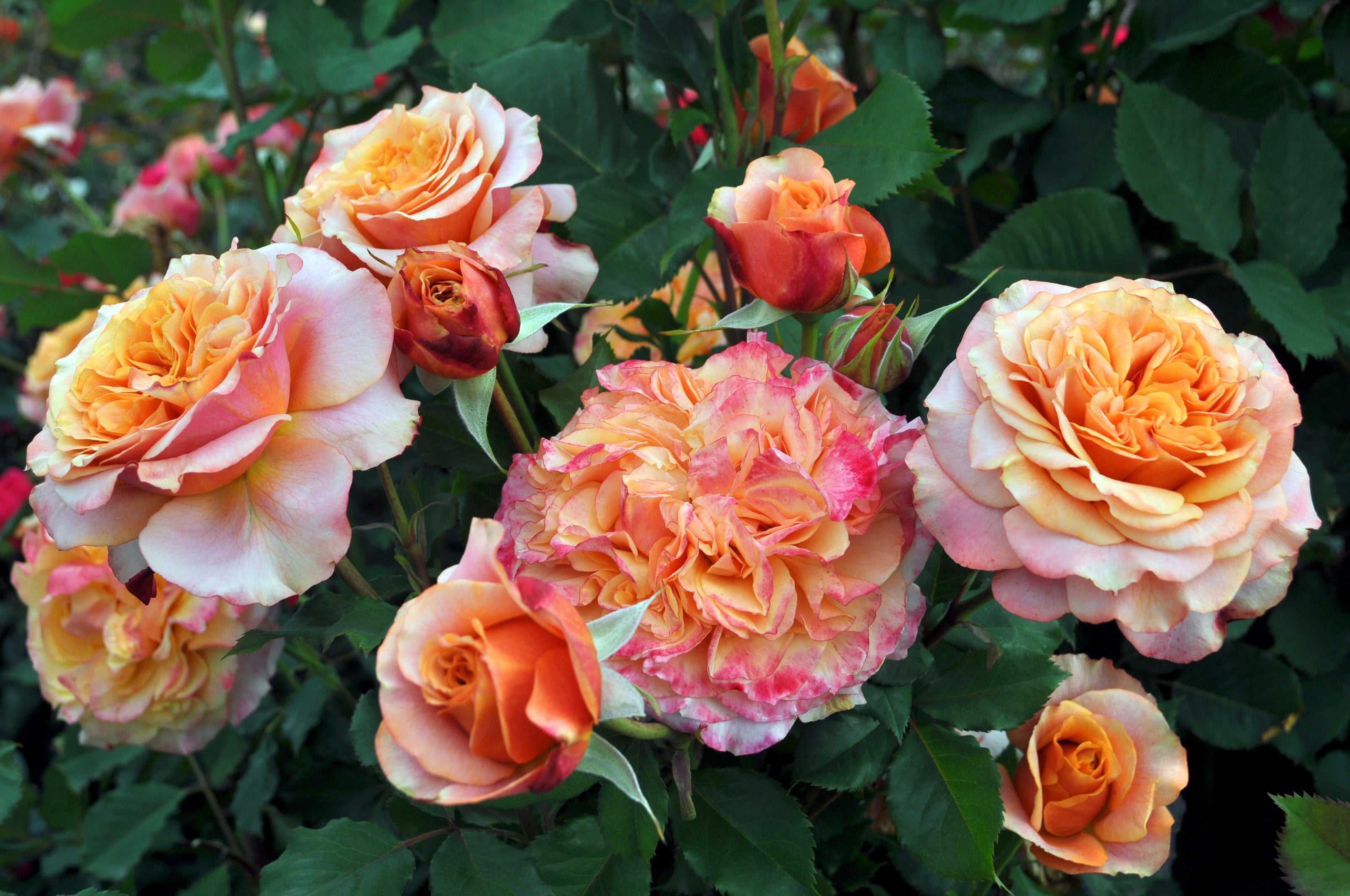 ROSE☆ Crazy Love™ - Sunbelt® – Antique Rose Emporium