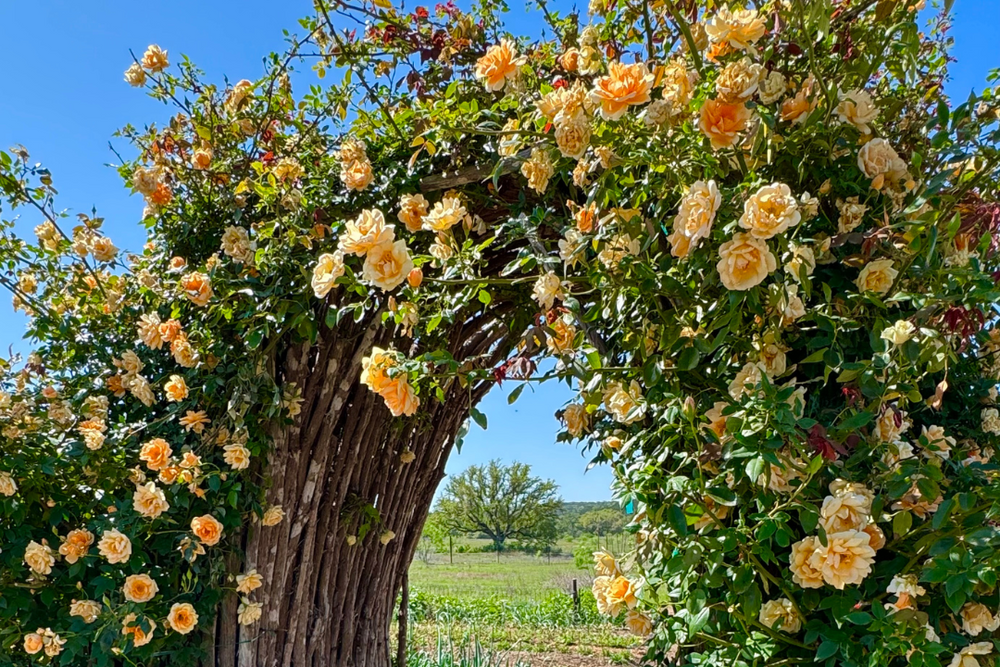 Mango orange colored roses growing on wooden trellis.