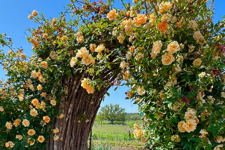 Mango orange colored roses growing on wooden trellis.