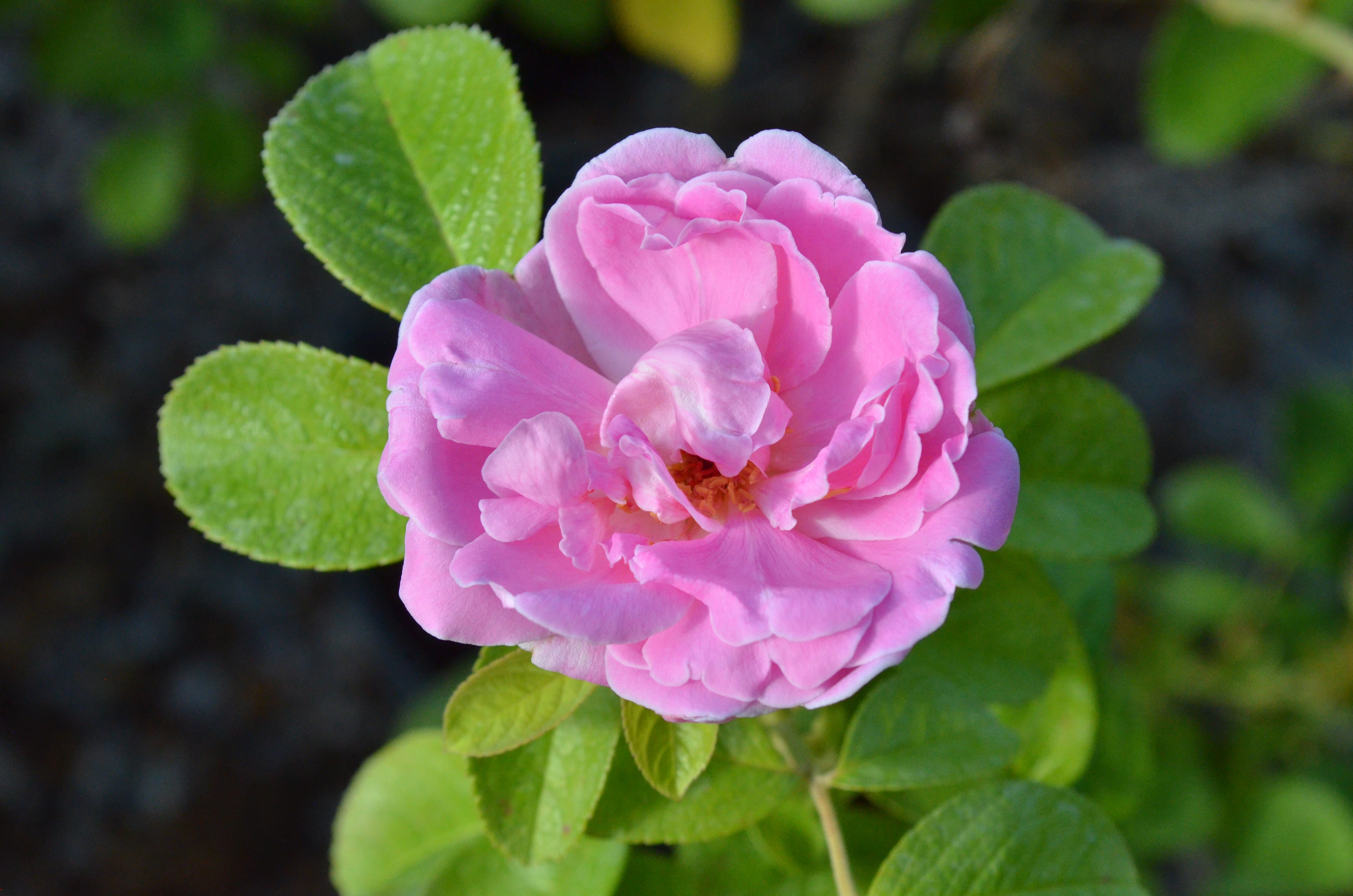 Sarah Van Fleet – Antique Rose Emporium