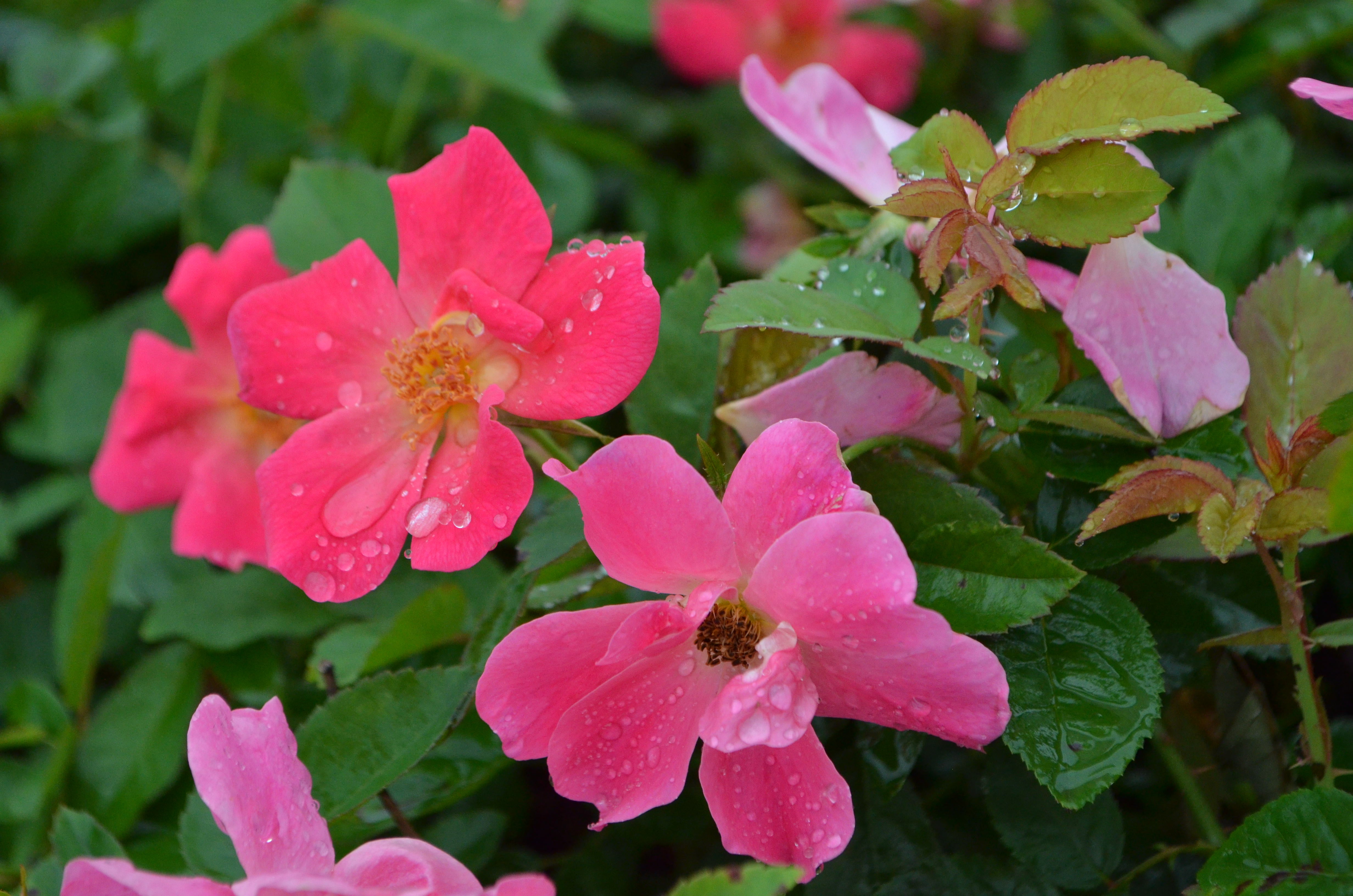 DSC_0215.jpg?v=1753131118