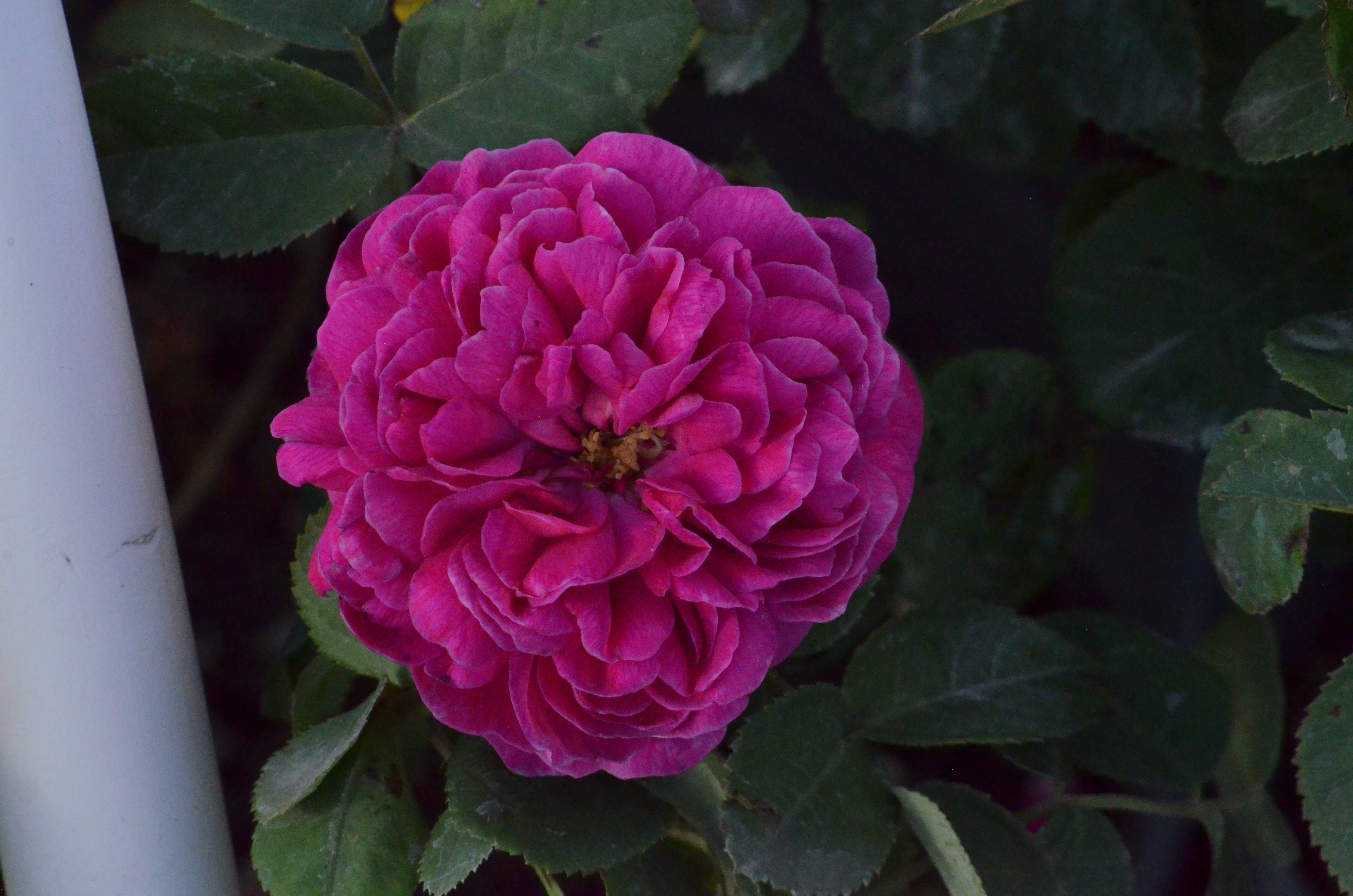 Rose de Rescht – Antique Rose Emporium