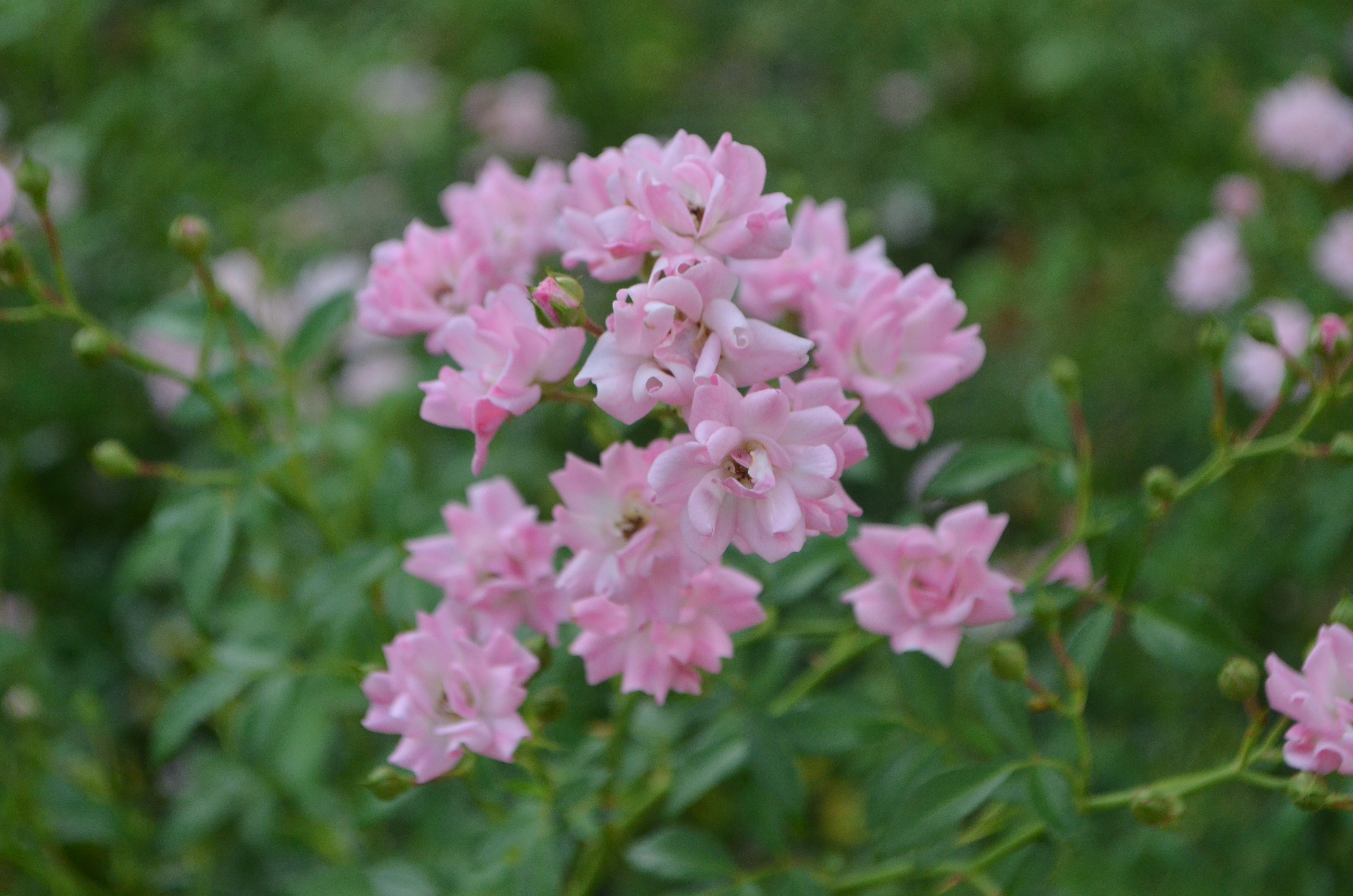 fairy rose seeds The Fairy, climber – Antique Rose Emporium