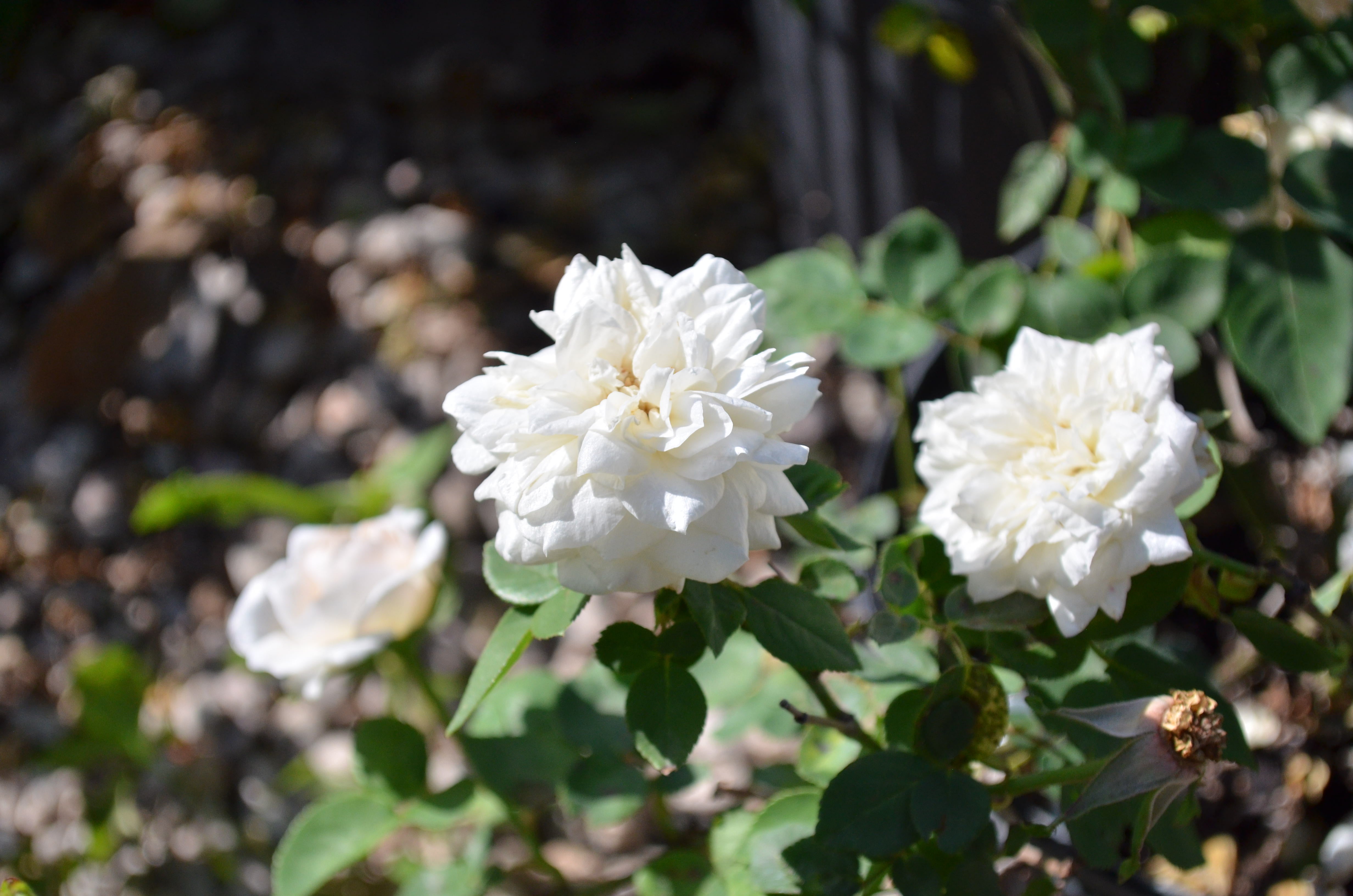 フラワー・リース Queen Kronprincessin Viktoria – Antique Rose Emporium