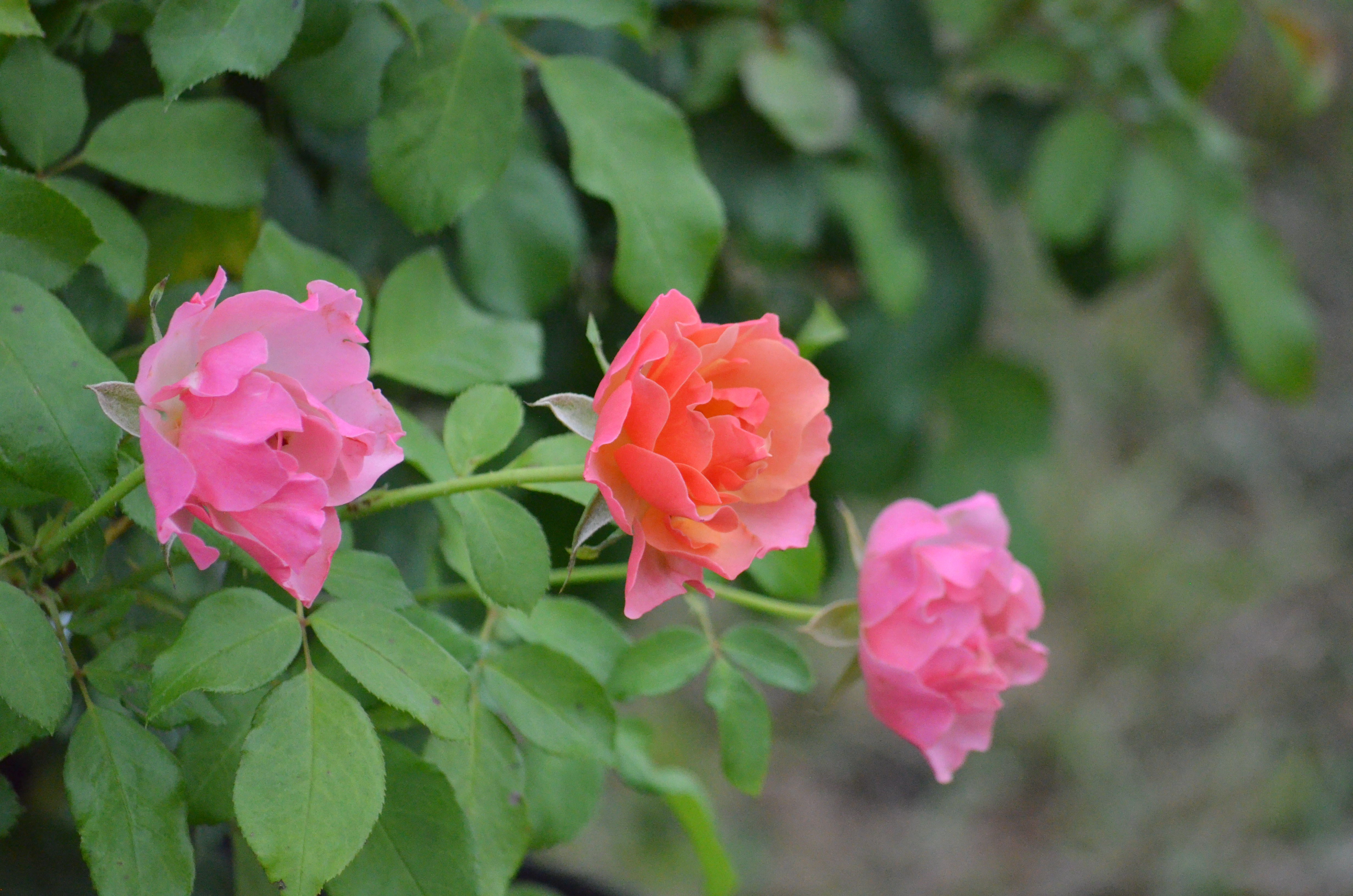 青木乃里子 「椿」 20/350 Tequila® Supreme – Antique Rose Emporium