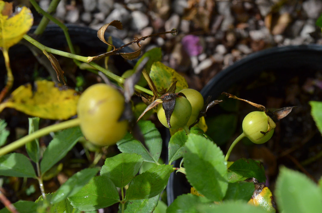 Basye's Blueberry