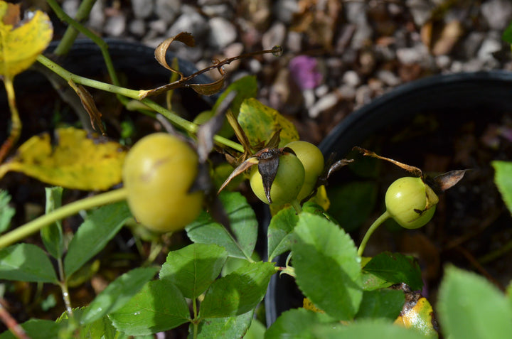 Basye's Blueberry