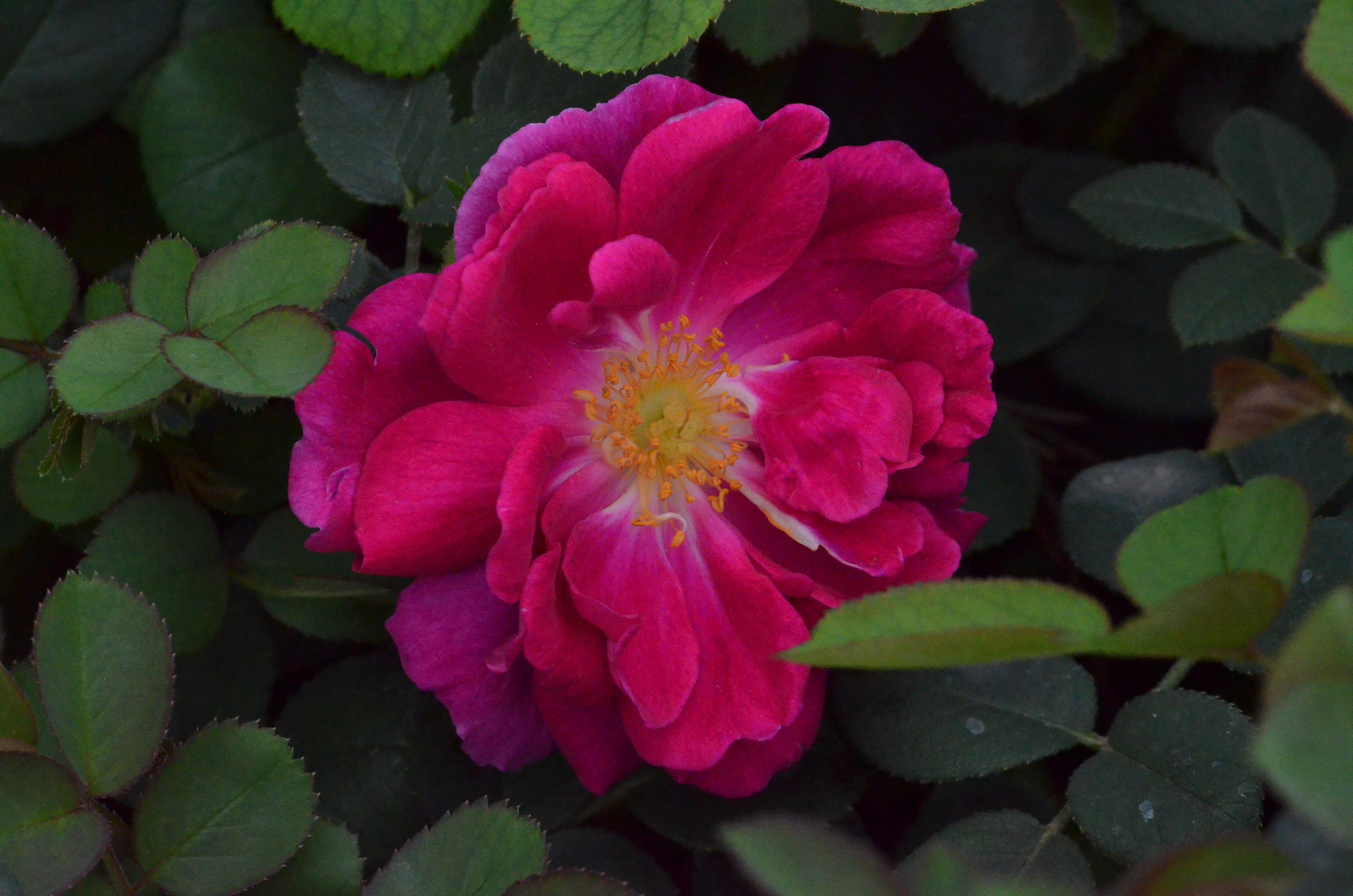 Gipsy Boy – Antique Rose Emporium