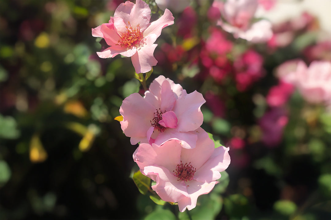 Dainty Bess – Antique Rose Emporium