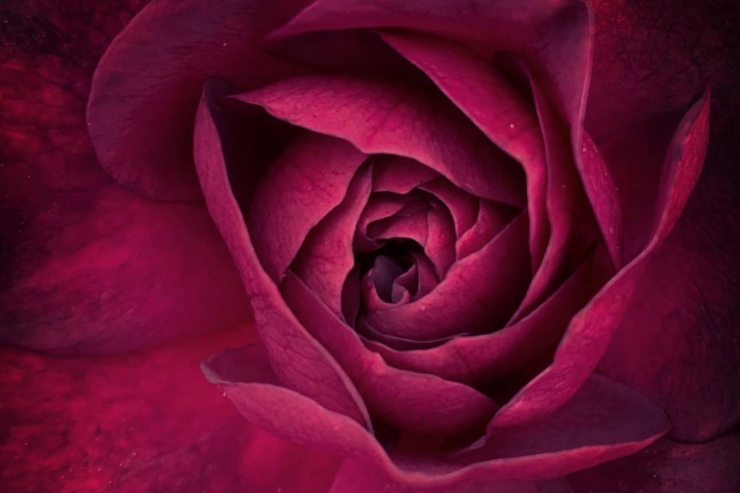 close up of red rose called Dame De Coeur