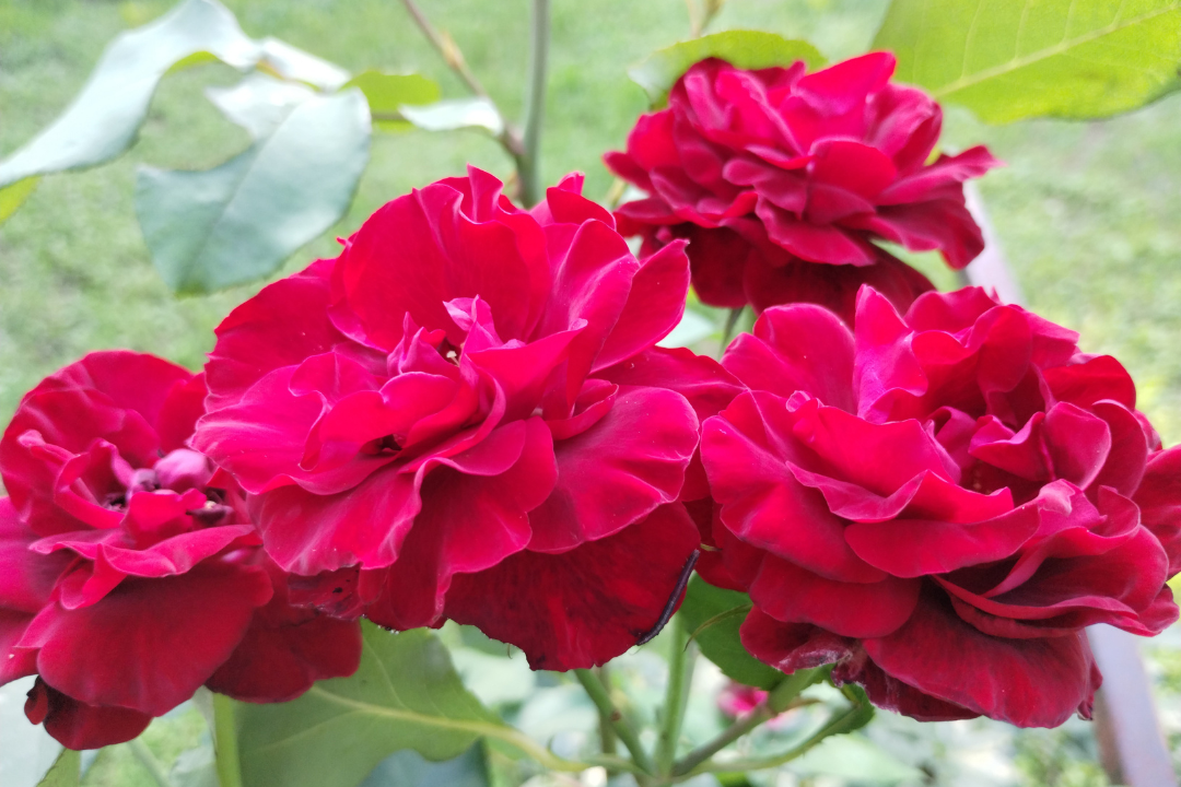 Close up of four red roses, Dame De Coeur rose bush