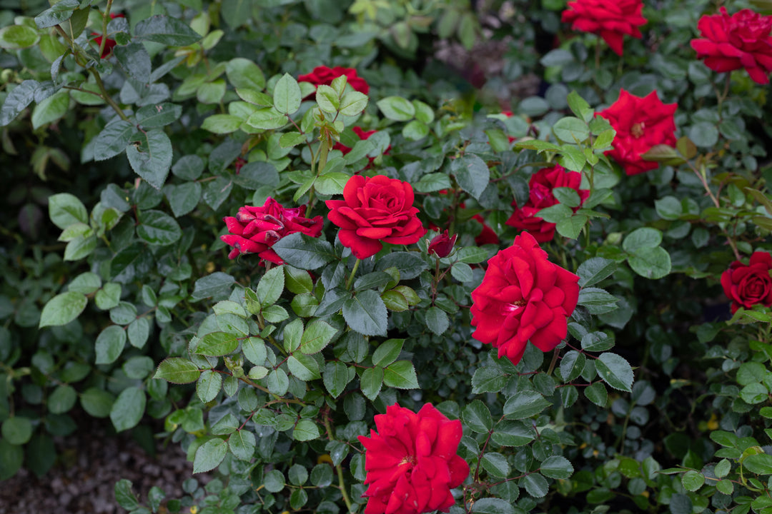 Close up of red rose bush called Desmond Tutu.