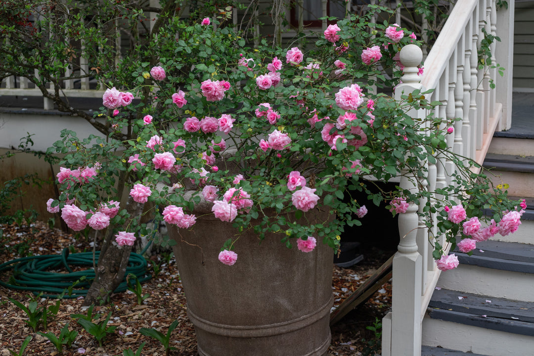Pink container rose bush.