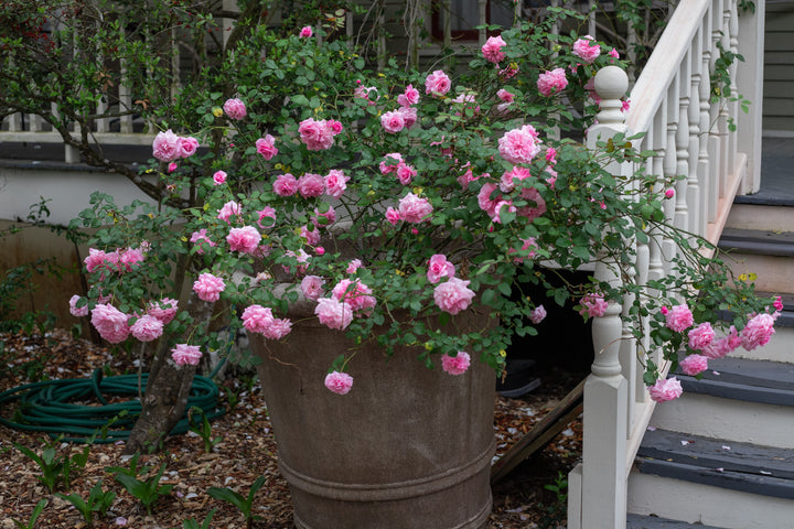 Pink container rose bush.