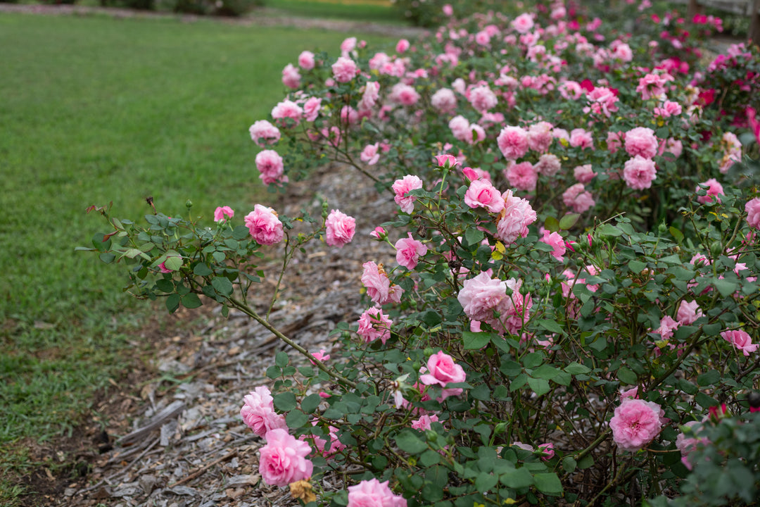 Doreen's Centennial pink rose bush.