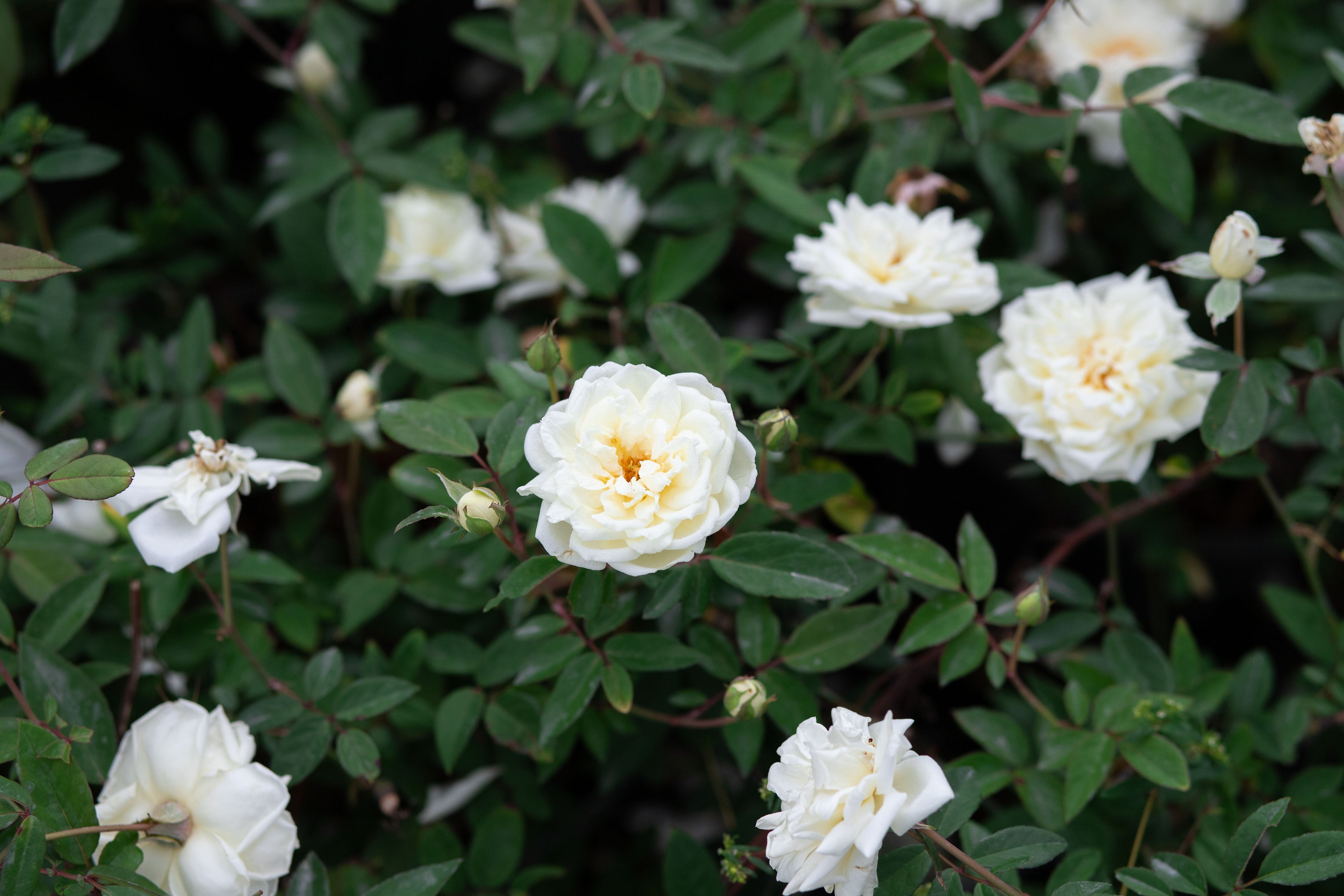 Ducher – Antique Rose Emporium