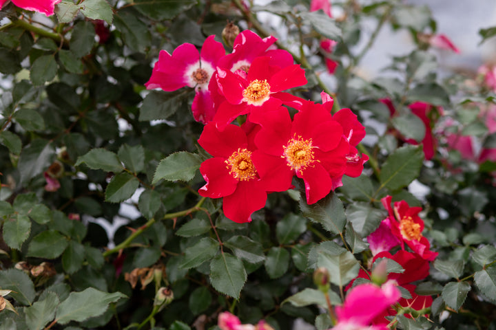 Close up of cluster of dark red roses on a bush.