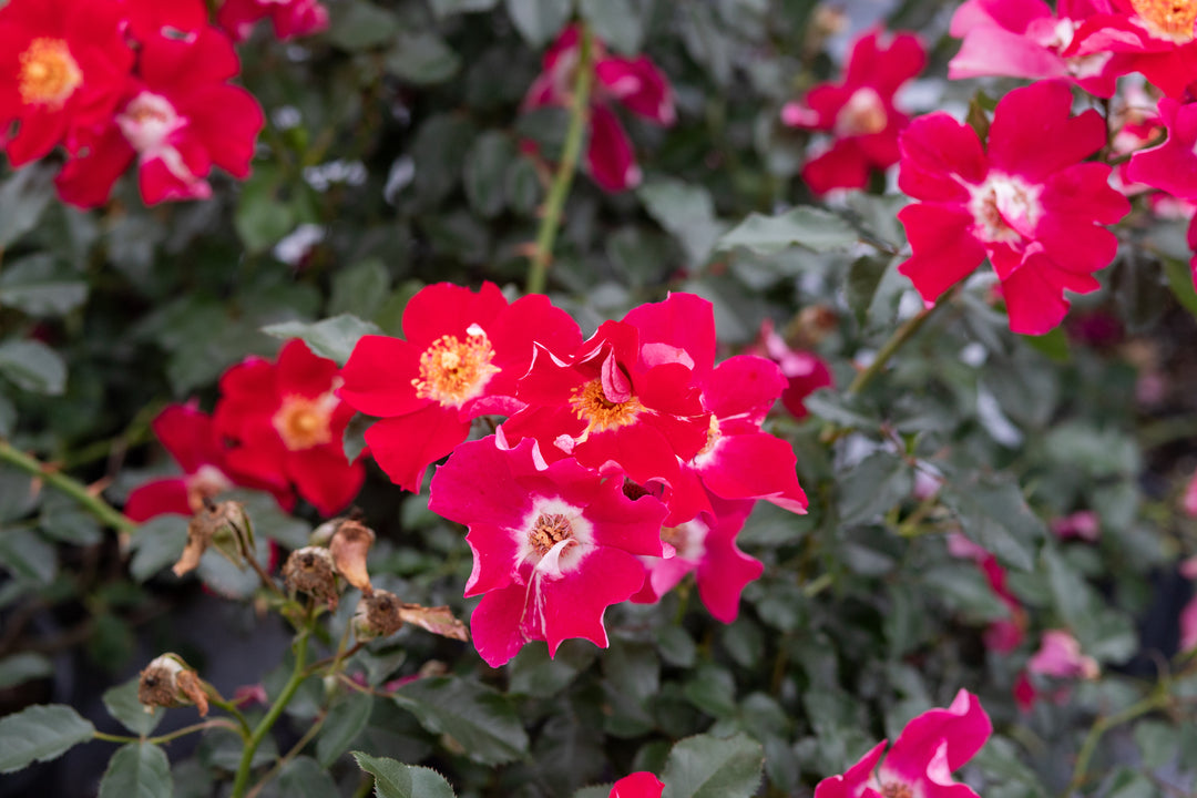 Close up of dark pink and dark red rose bush.