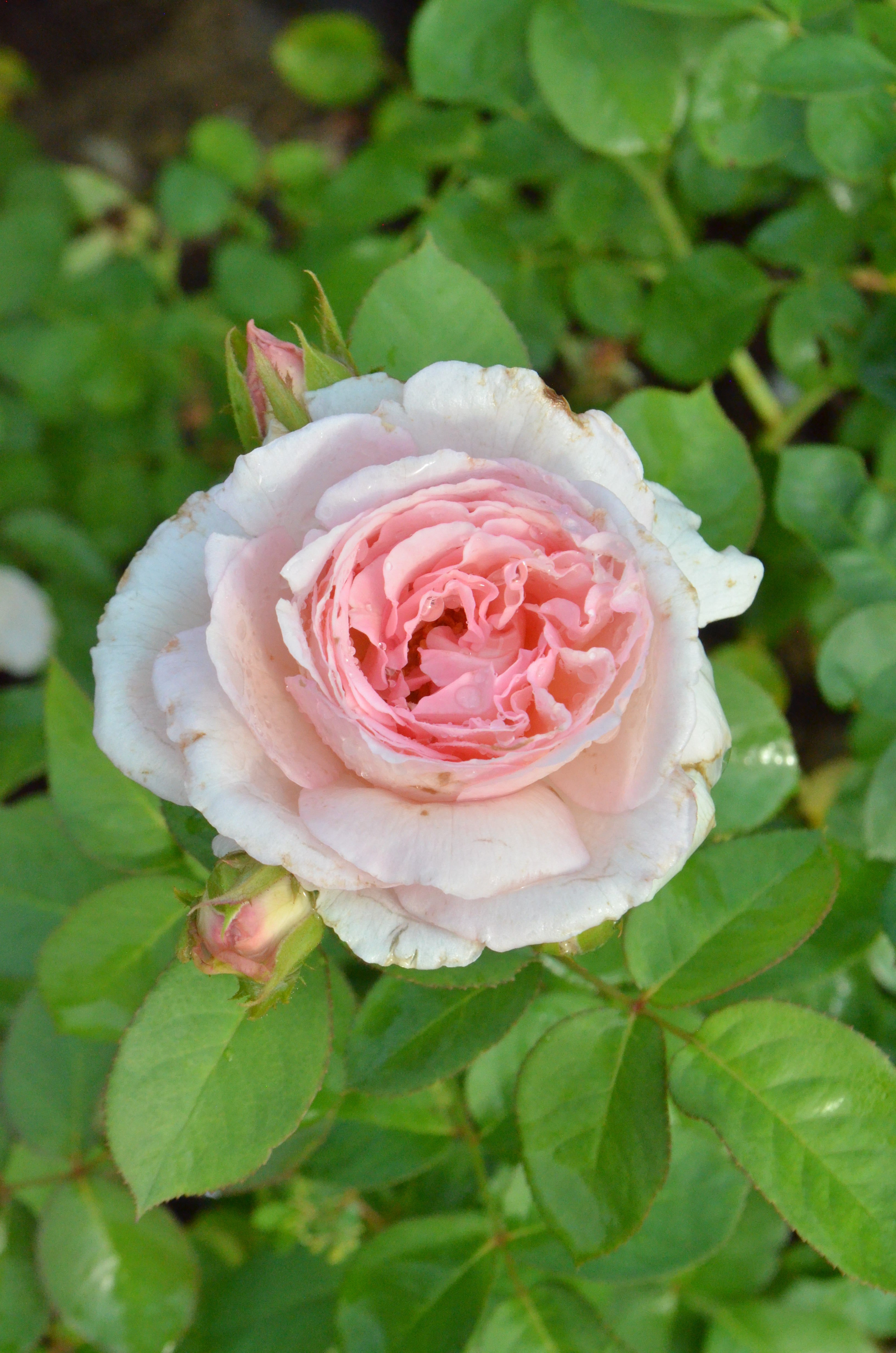 Fragrant Blush ™ – Antique Rose Emporium