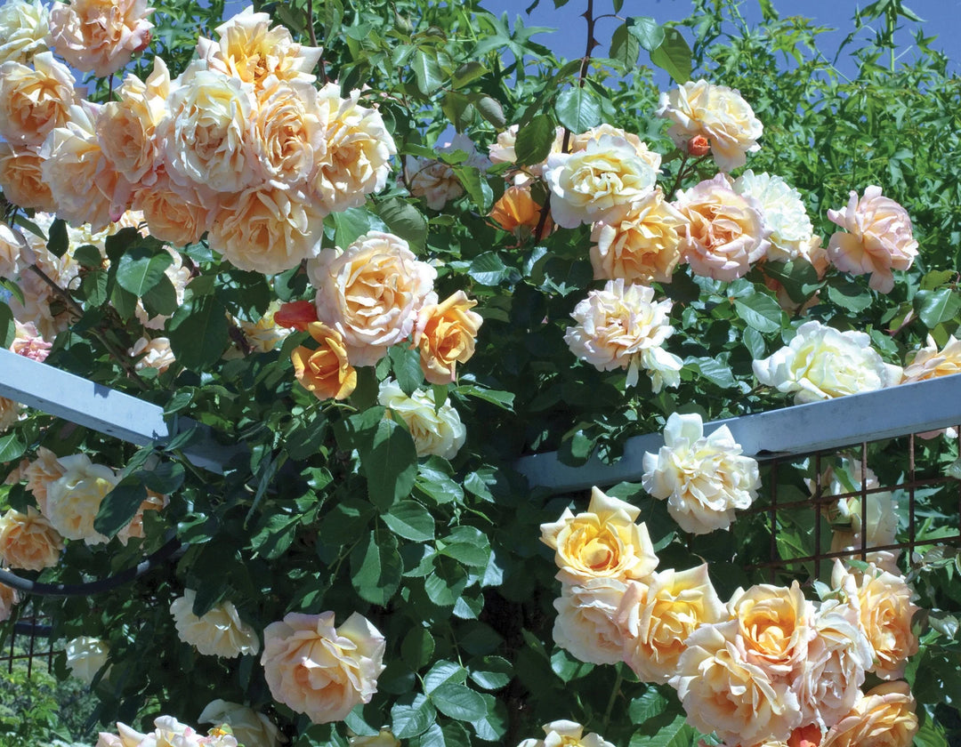 climbing roses on sunny day
