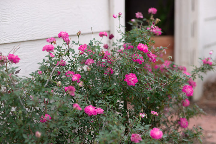 Highway 290 Pink Buttons