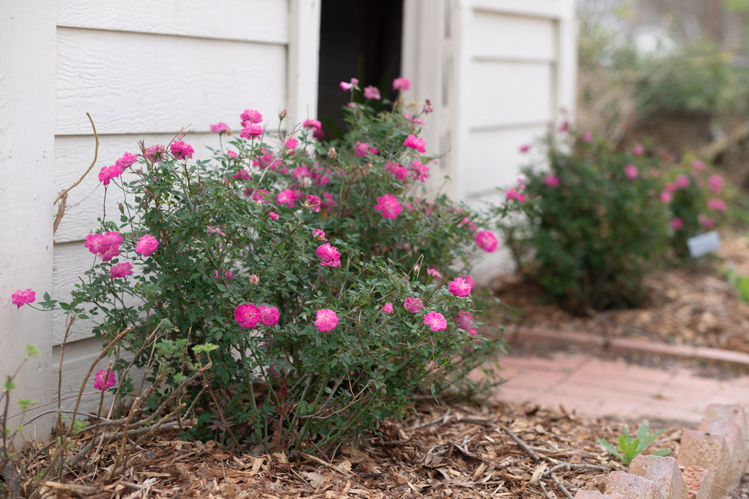 Highway 290 Pink Buttons