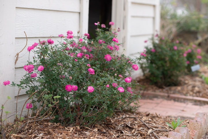 Highway 290 Pink Buttons