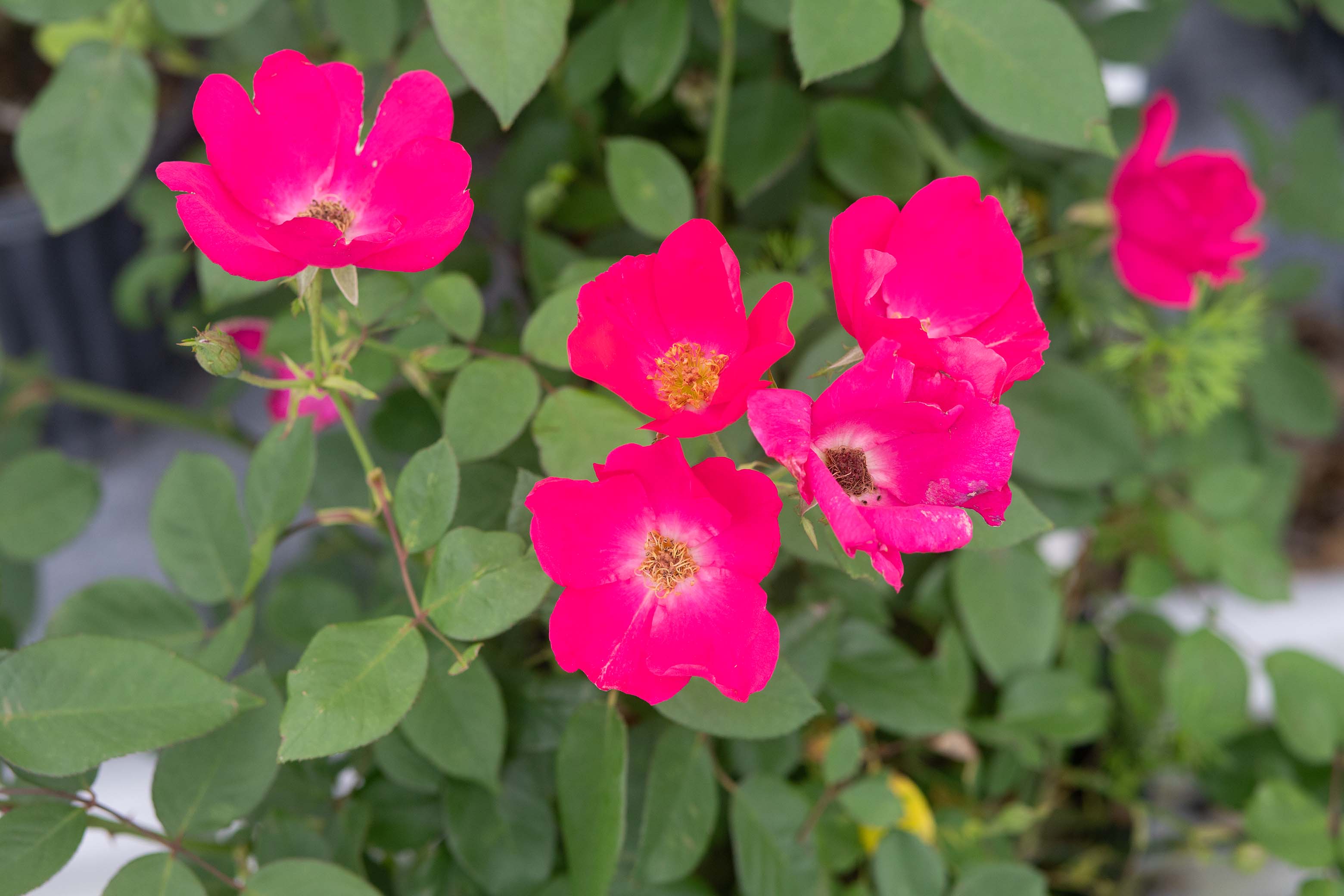 Kirsten Poulsen – Antique Rose Emporium