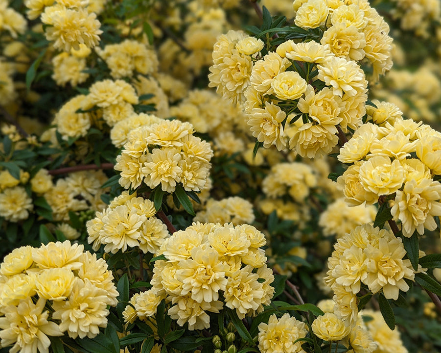 Buy Lady Banks Yellow Rose | FREE SHIPPING | Wilson Bros Gardens | 3 Buy Lady Banks Yellow Rose | FREE SHIPPING | Wilson Bros Gardens | 3