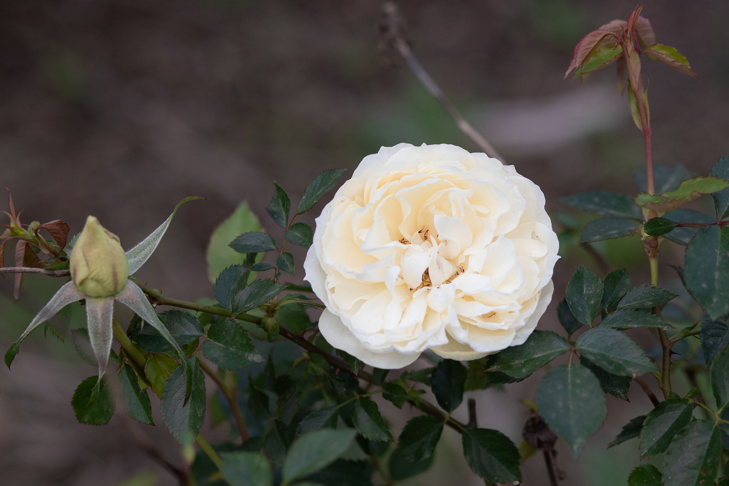 Libbie – Antique Rose Emporium