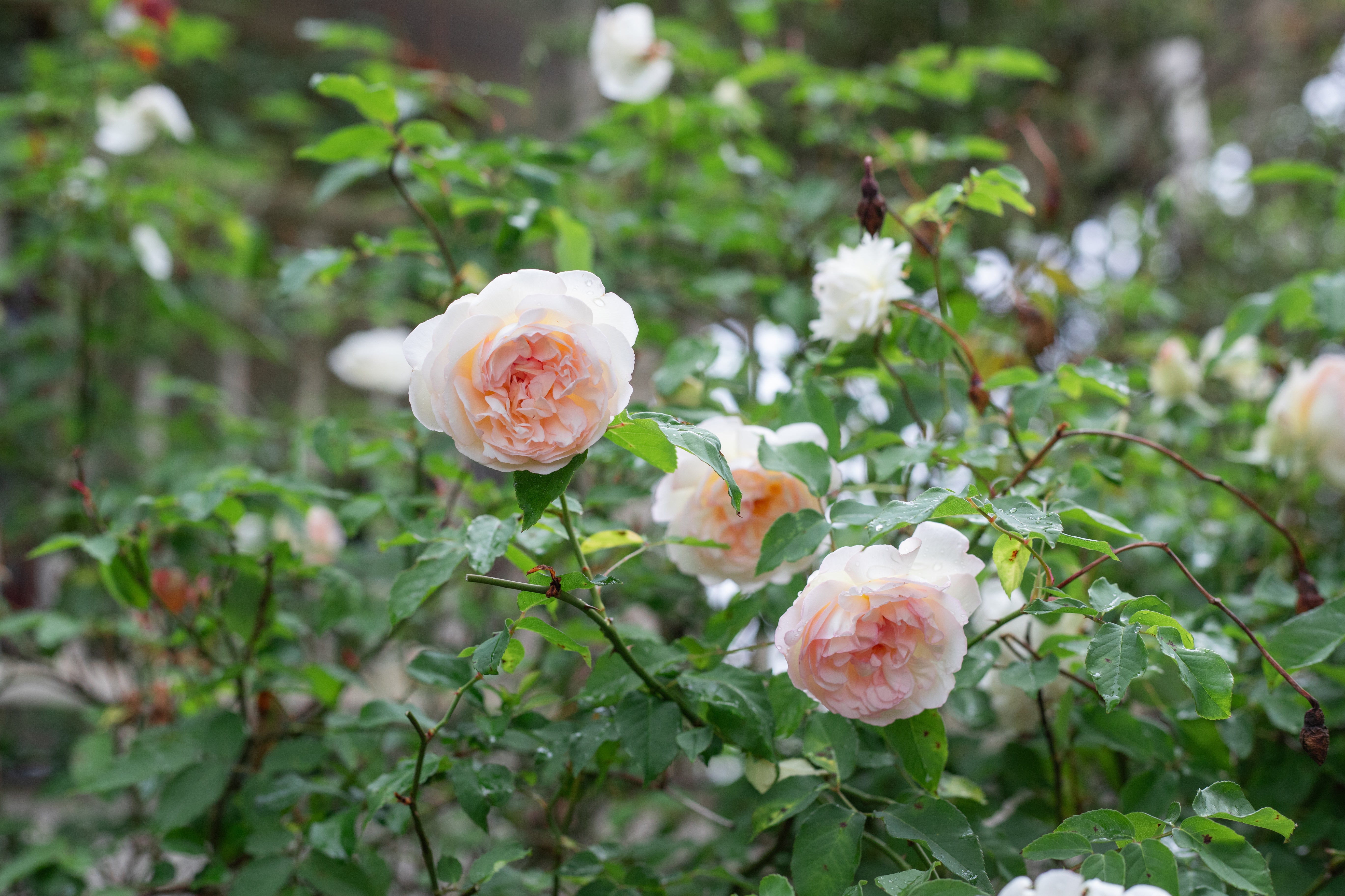 Madame Joseph Schwartz – Antique Rose Emporium