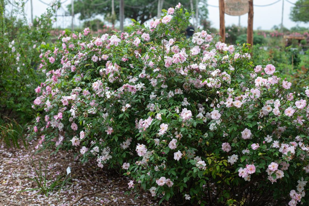 Madame Laurette Messimy