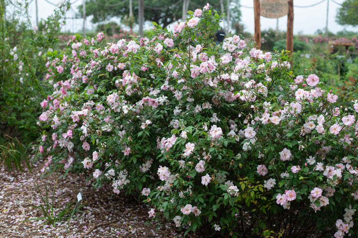 Madame Laurette Messimy
